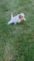 Ellie, a female Cavapoo for sale in Beach City, OH – 5 of 6