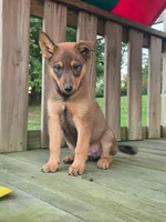 AXLE, a male Australian Cattle Dog and German Shepherd Dog for sale in Beach City, OH – 4 of 4