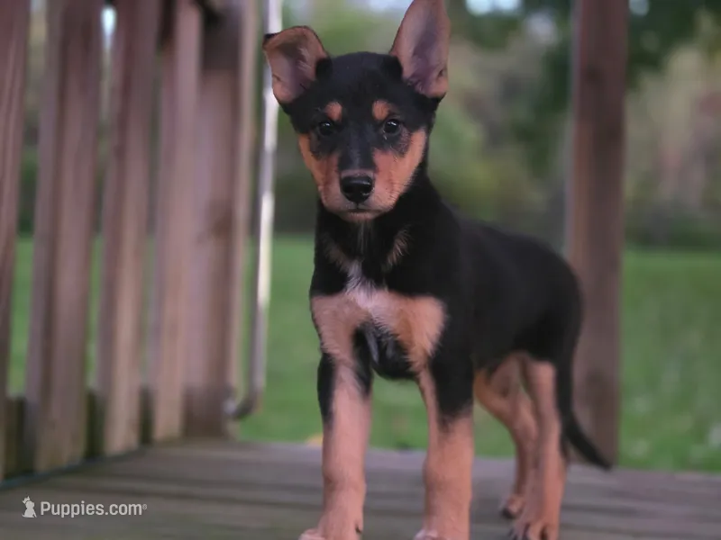 THOR – Australian Cattle Dog, German Shepherd Dog puppy for sale in Beach City, OH