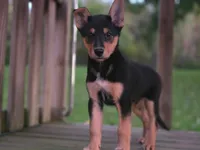 THOR, a male Australian Cattle Dog and German Shepherd Dog for sale in Beach City, OH – 1 of 2