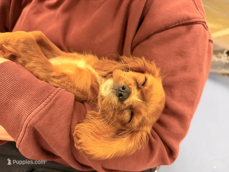 OLIVER – Cavalier King Charles Spaniel puppy for sale in Beach City, OH
