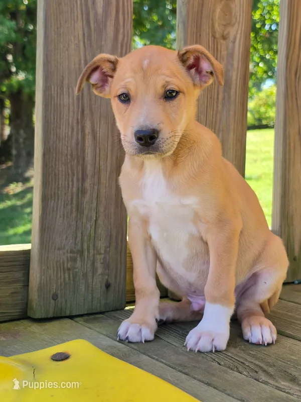 Theodore – Boston Terrier puppy for sale in Beach City, OH