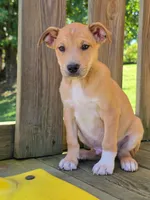 Theodore, a male Boston Terrier for sale in Beach City, OH – 1 of 1