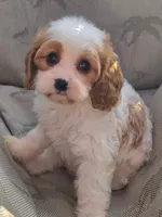 Ellie, a female Cavapoo for sale in Beach City, OH – 3 of 6