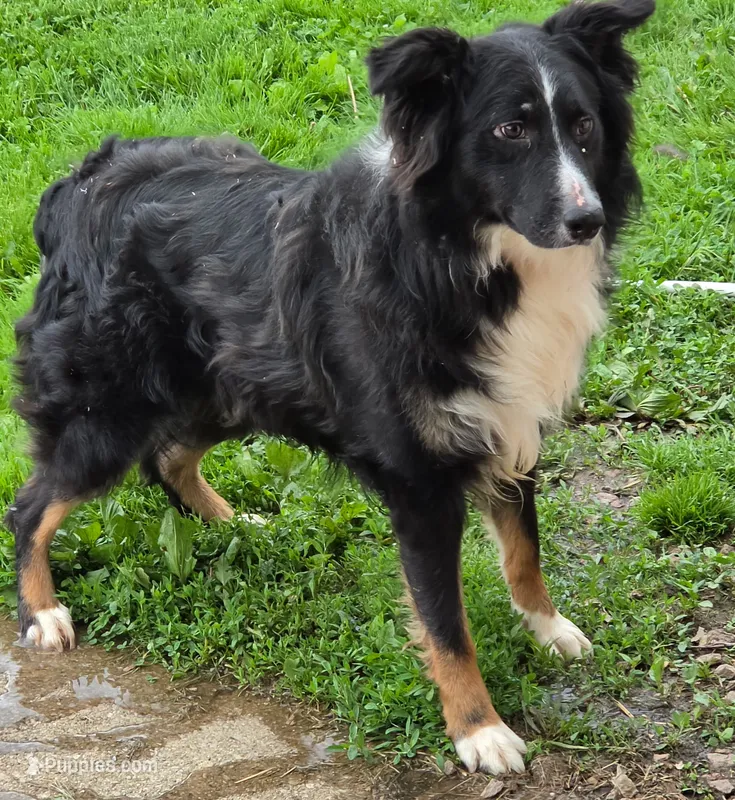 Champ – Australian Shepherd puppy for sale in Beach City, OH