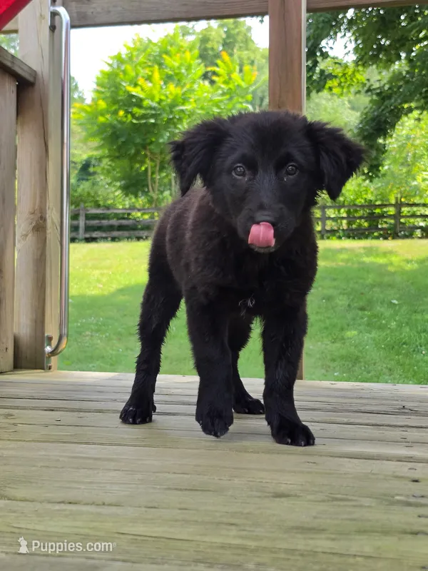 Spencer – Australian Cattle Dog, Border Collie puppy for sale in Beach City, OH