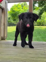 Spencer, a male Australian Cattle Dog and Border Collie for sale in Beach City, OH – 1 of 3