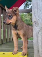 AXLE, a male Australian Cattle Dog and German Shepherd Dog for sale in Beach City, OH – 2 of 4