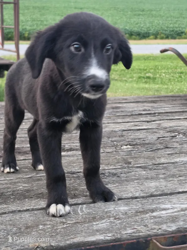 Maverick – Australian Cattle Dog, Border Collie puppy for sale in Beach City, OH