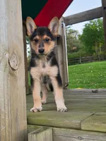 ABBY, a female Australian Cattle Dog and German Shepherd Dog for sale in Beach City, OH – 1 of 1