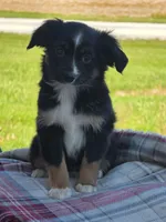 EMMA, a female Miniature Australian Shepherd for sale in Beach City, OH – 1 of 1