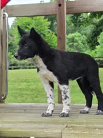 Bella, a female Australian Cattle Dog and Border Collie for sale in Beach City, OH – 2 of 2