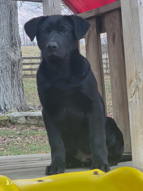 Spencer – Labrador Retriever puppy for sale in Beach City, OH