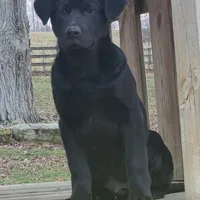 Spencer, a male Labrador Retriever for sale in Beach City, OH – Photo 2 of 2