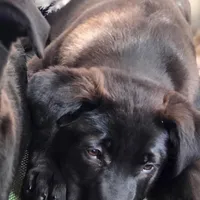 Spencer, a male Labrador Retriever for sale in Beach City, OH – Photo 1 of 2