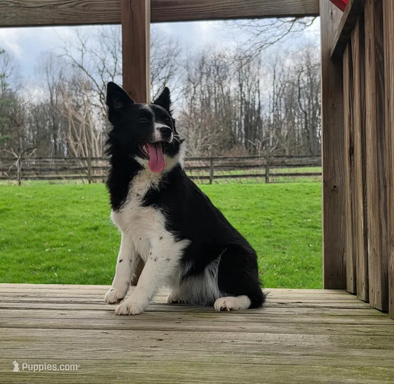 Stella, a female Miniature Australian Shepherd for sale in Beach City, OH – Photo 1 of 3