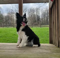 Stella, a female Miniature Australian Shepherd for sale in Beach City, OH – Photo 1 of 3