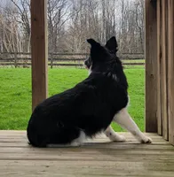 Stella, a female Miniature Australian Shepherd for sale in Beach City, OH – Photo 3 of 3