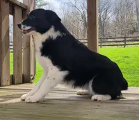 Stella, a female Miniature Australian Shepherd for sale in Beach City, OH – Photo 2 of 3