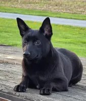 Onyx, a male Schipperke for sale in Beach City, OH – 1 of 1