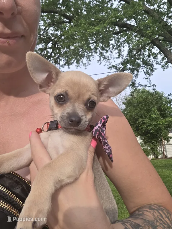 Bear – Chihuahua puppy for sale in Rolling Meadows, IL