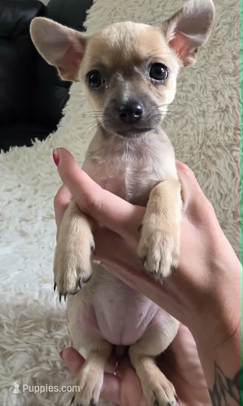 Rumi Bear – Chihuahua puppy for sale in Rolling Meadows, IL