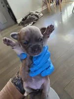 Rumi Bear, a female Chihuahua for sale in Rolling Meadows, IL – 5 of 9
