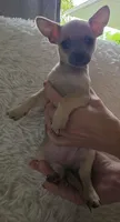 Rumi Bear, a female Chihuahua for sale in Rolling Meadows, IL – 2 of 9