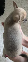 Rumi Bear, a female Chihuahua for sale in Rolling Meadows, IL – 3 of 9