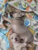 Rumi Bear, a female Chihuahua for sale in Rolling Meadows, IL – 4 of 9