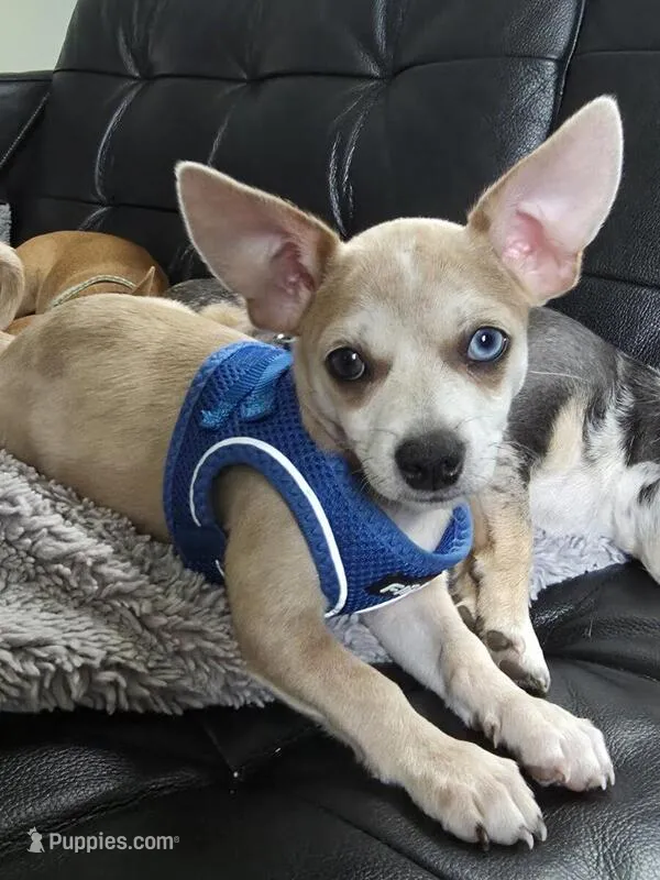 Cookie , a female Chihuahua for sale in Rolling Meadows, IL – 1 of 4