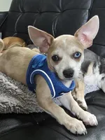 Cookie , a female Chihuahua for sale in Rolling Meadows, IL – 1 of 4