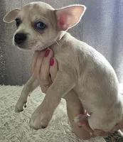 Cookie , a female Chihuahua for sale in Rolling Meadows, IL – 4 of 6