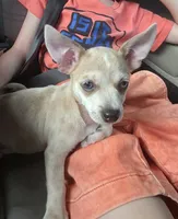 Cookie , a female Chihuahua for sale in Rolling Meadows, IL – 4 of 4