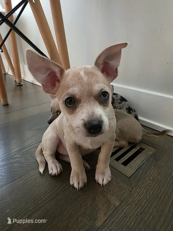 Cookie , a female Chihuahua for sale in Rolling Meadows, IL – 1 of 6
