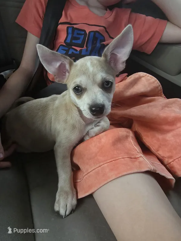 Cookie  – Chihuahua puppy for sale in Rolling Meadows, IL