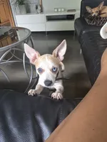 Cookie , a female Chihuahua for sale in Rolling Meadows, IL – 2 of 4