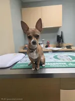 Zoe, a female Chihuahua for sale in Rolling Meadows, IL – 6 of 9