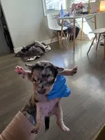 Zoe, a female Chihuahua for sale in Rolling Meadows, IL – 4 of 9