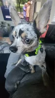 Zoe, a female Chihuahua for sale in Rolling Meadows, IL – 7 of 9