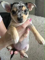 Zoe, a female Chihuahua for sale in Rolling Meadows, IL – 2 of 9