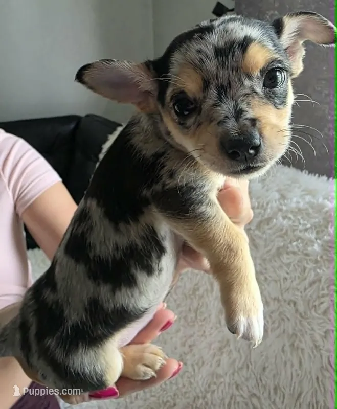 Zoe – Chihuahua puppy on hold in Rolling Meadows, IL