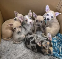 Cookie , a female Chihuahua for sale in Rolling Meadows, IL – 5 of 6