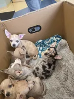 Cookie , a female Chihuahua for sale in Rolling Meadows, IL – 6 of 6