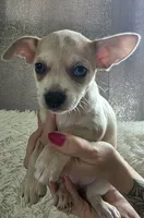 Cookie , a female Chihuahua for sale in Rolling Meadows, IL – 2 of 6