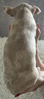 Cookie , a female Chihuahua for sale in Rolling Meadows, IL – 3 of 6