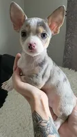 Spotty, a male Chihuahua for sale in Rolling Meadows, IL – 1 of 9