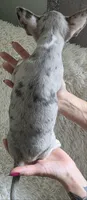 Spotty, a male Chihuahua for sale in Rolling Meadows, IL – 3 of 9