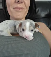 Spotty, a male Chihuahua for sale in Rolling Meadows, IL – 5 of 9