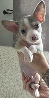 Spotty, a male Chihuahua for sale in Rolling Meadows, IL – 2 of 9